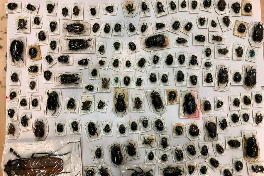 Фото: ФТС России