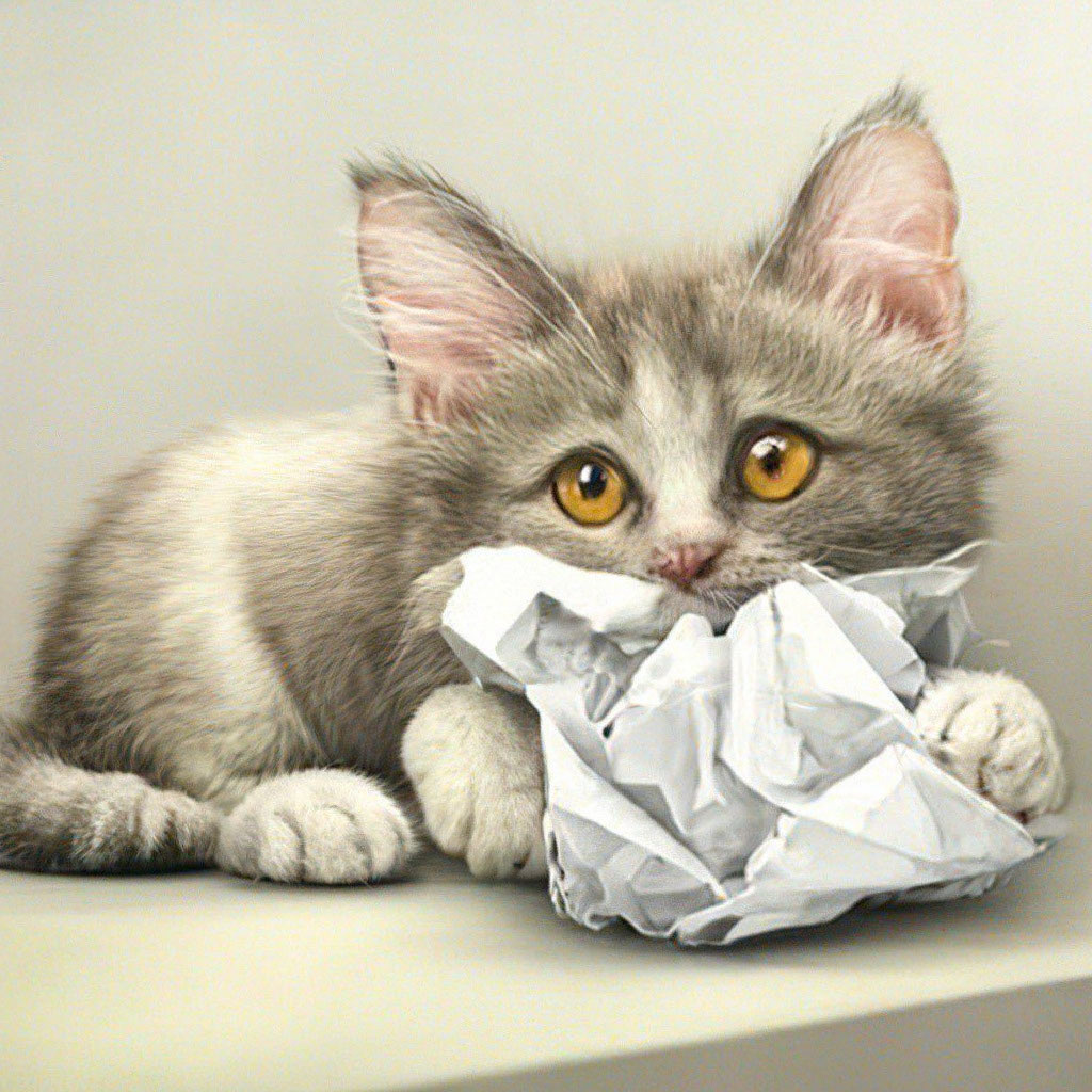 Запрос к &laquo;Шедевруму&raquo;: фотореалистичный котенок играет с комочком бумажки