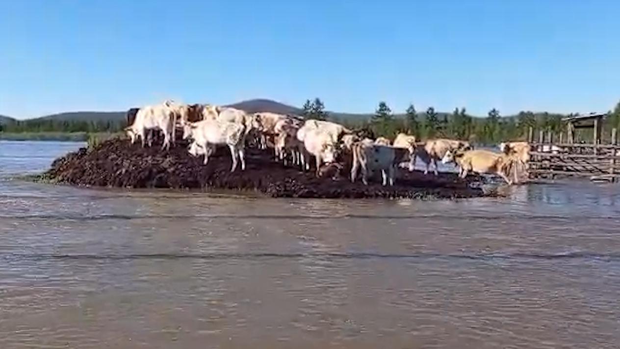 В Якутии коровы забрались на холм, спасаясь от паводка. Видео