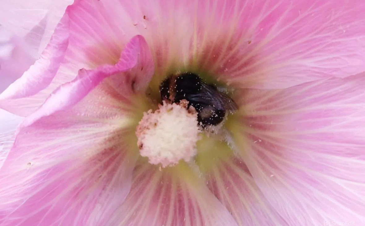 РБК Черноземье