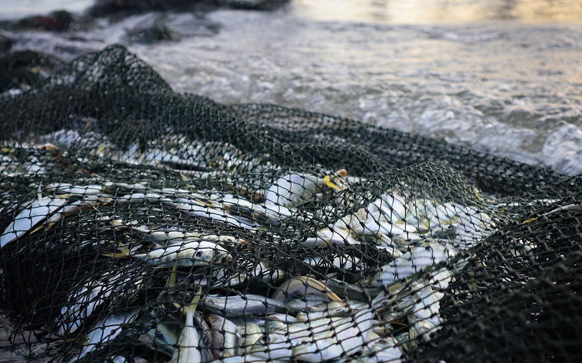 Россия начала переговоры с Норвегией по биоресурсам в двух морях