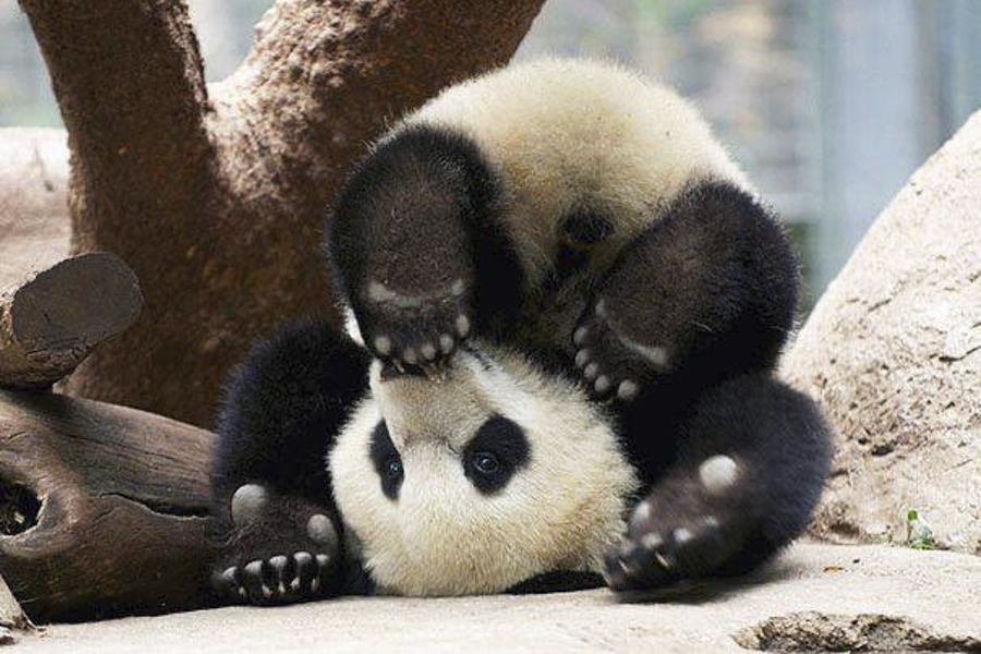 Панда Катюша