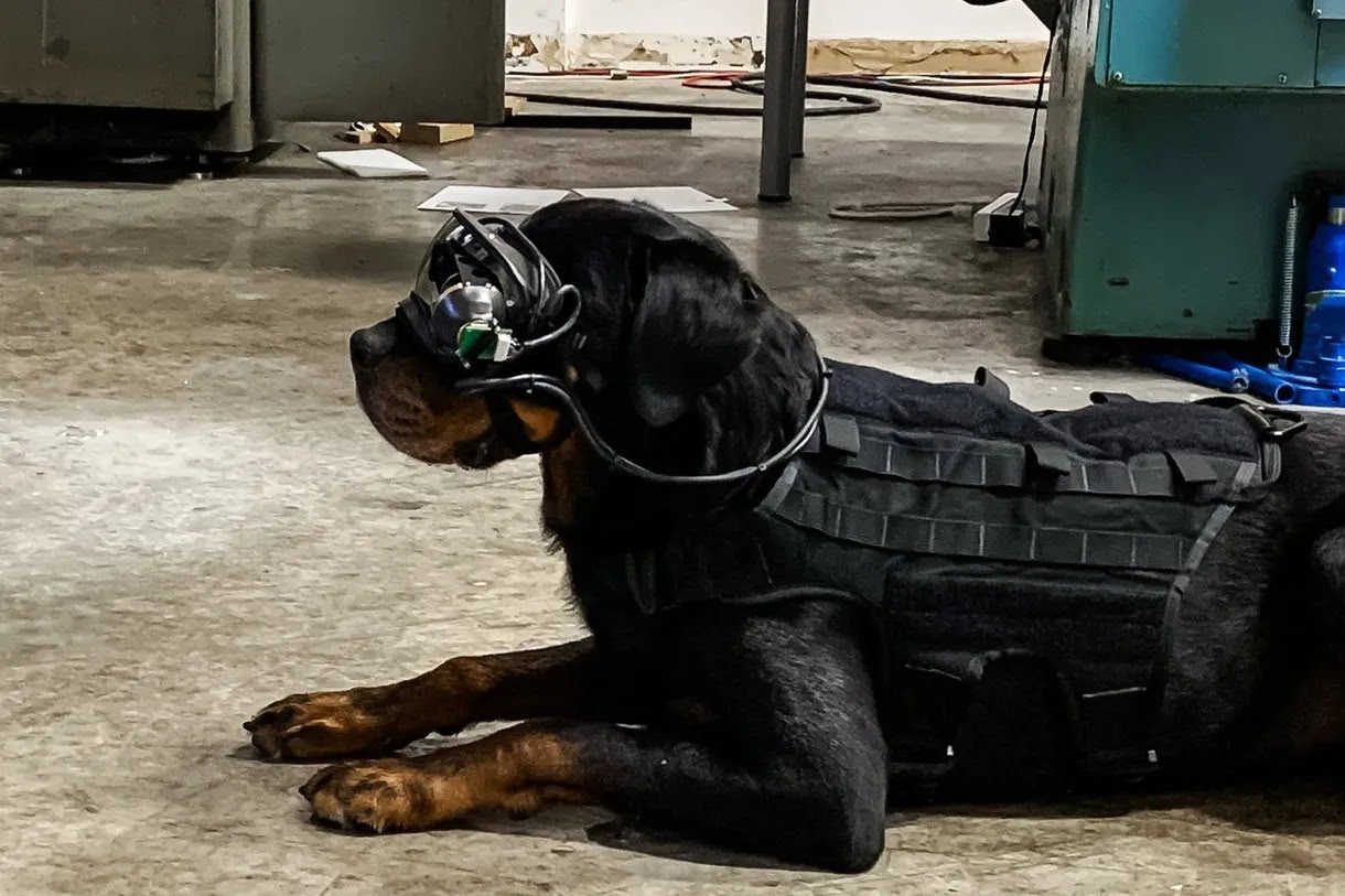 &laquo;Умные&raquo; очки для служебных собак армии США