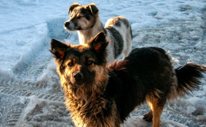 Светлана Возмилова / Global Look Press