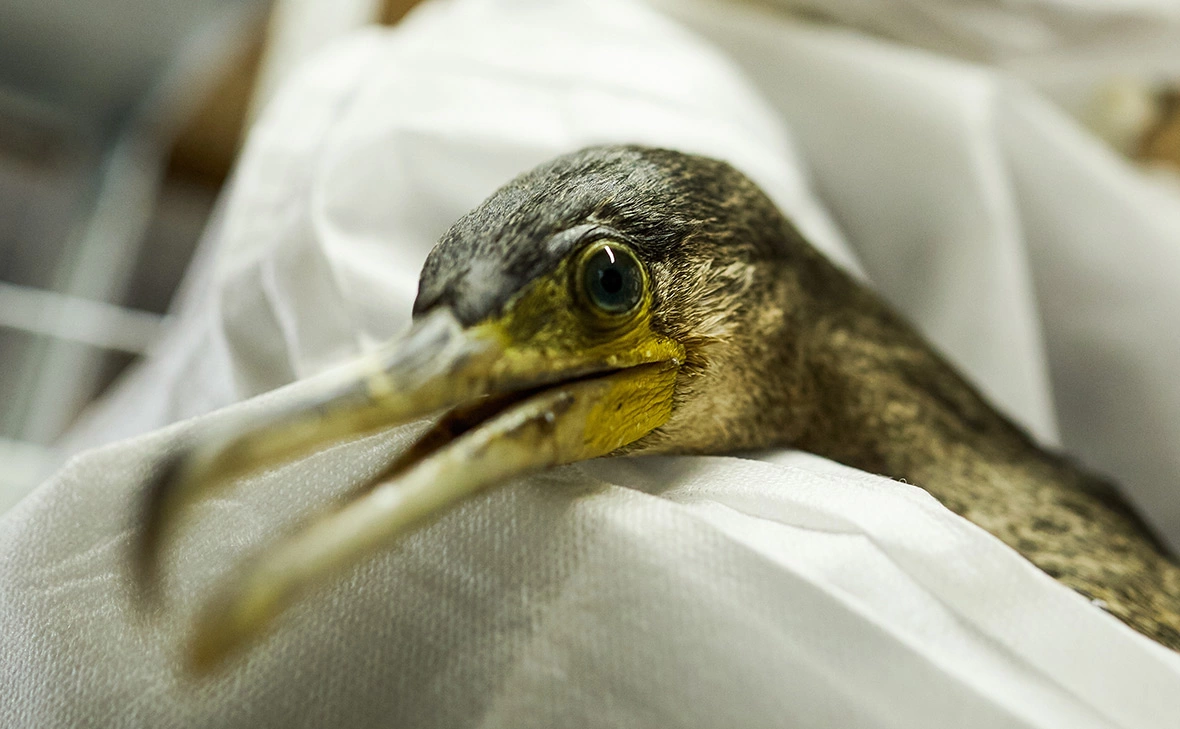 Иван Высочинский / ТАСС