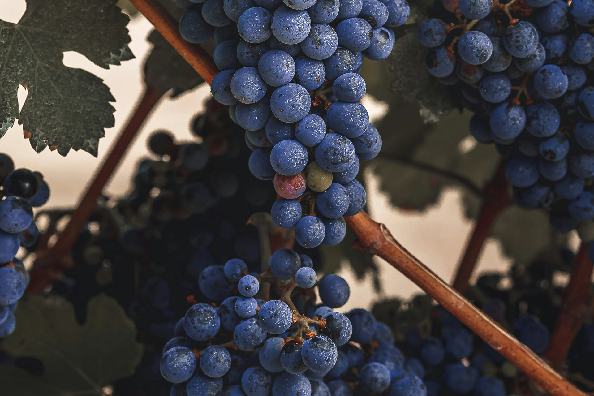 Хорошее красное вино: каким оно бывает и как его выбрать