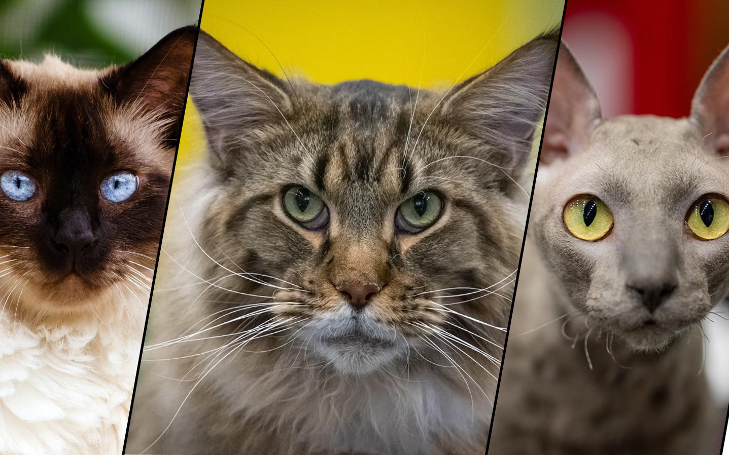 Шесть идеальных пород кошек для семей с детьми