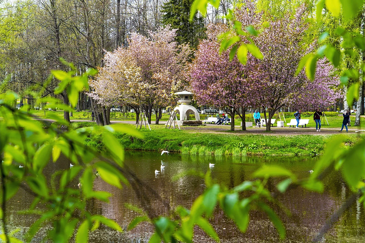 Цветение сакуры в Приморском парке Победы, Санкт-Петербург
