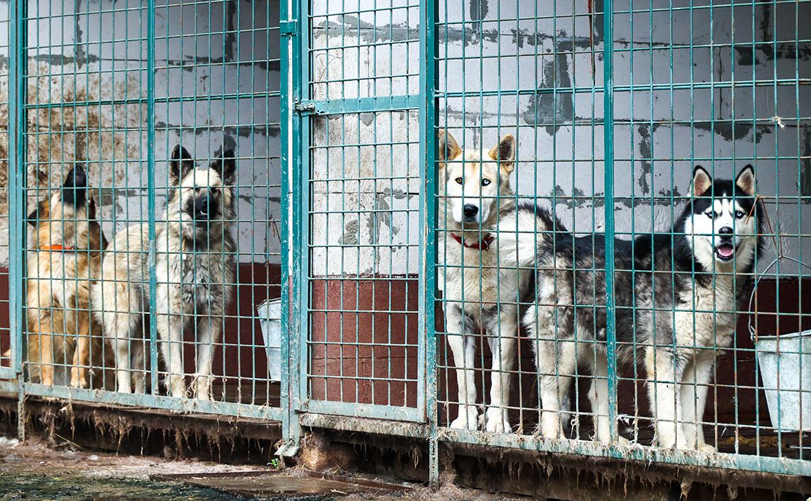 В Думе предложили ограничить статью о гуманном обращении с животными"/>













