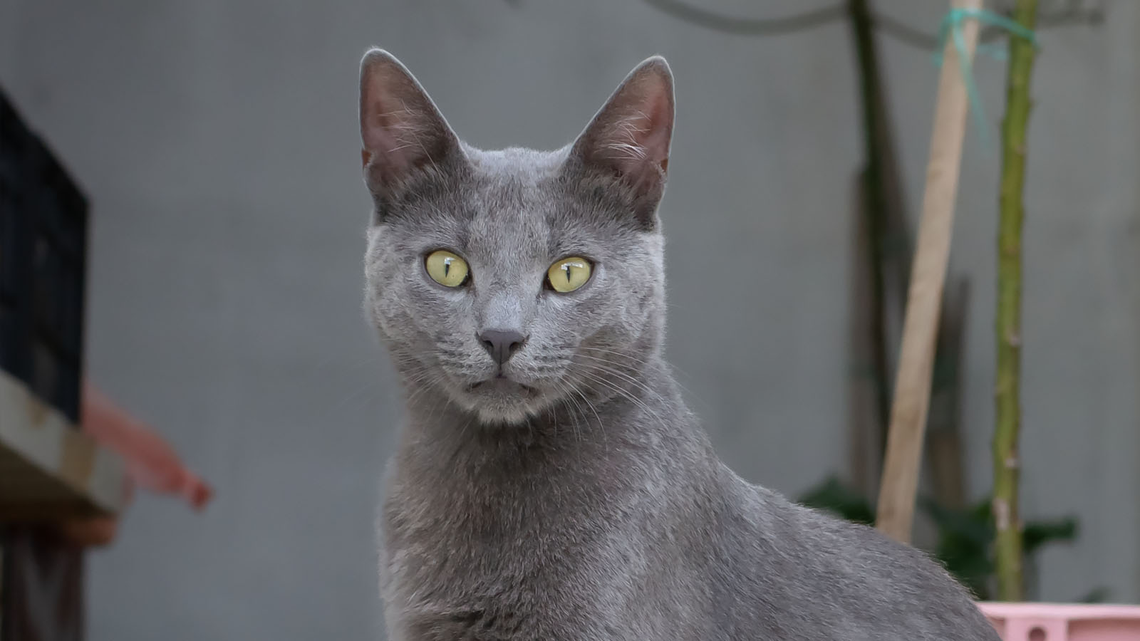 <p>На фото кошка породы русская голубая</p>