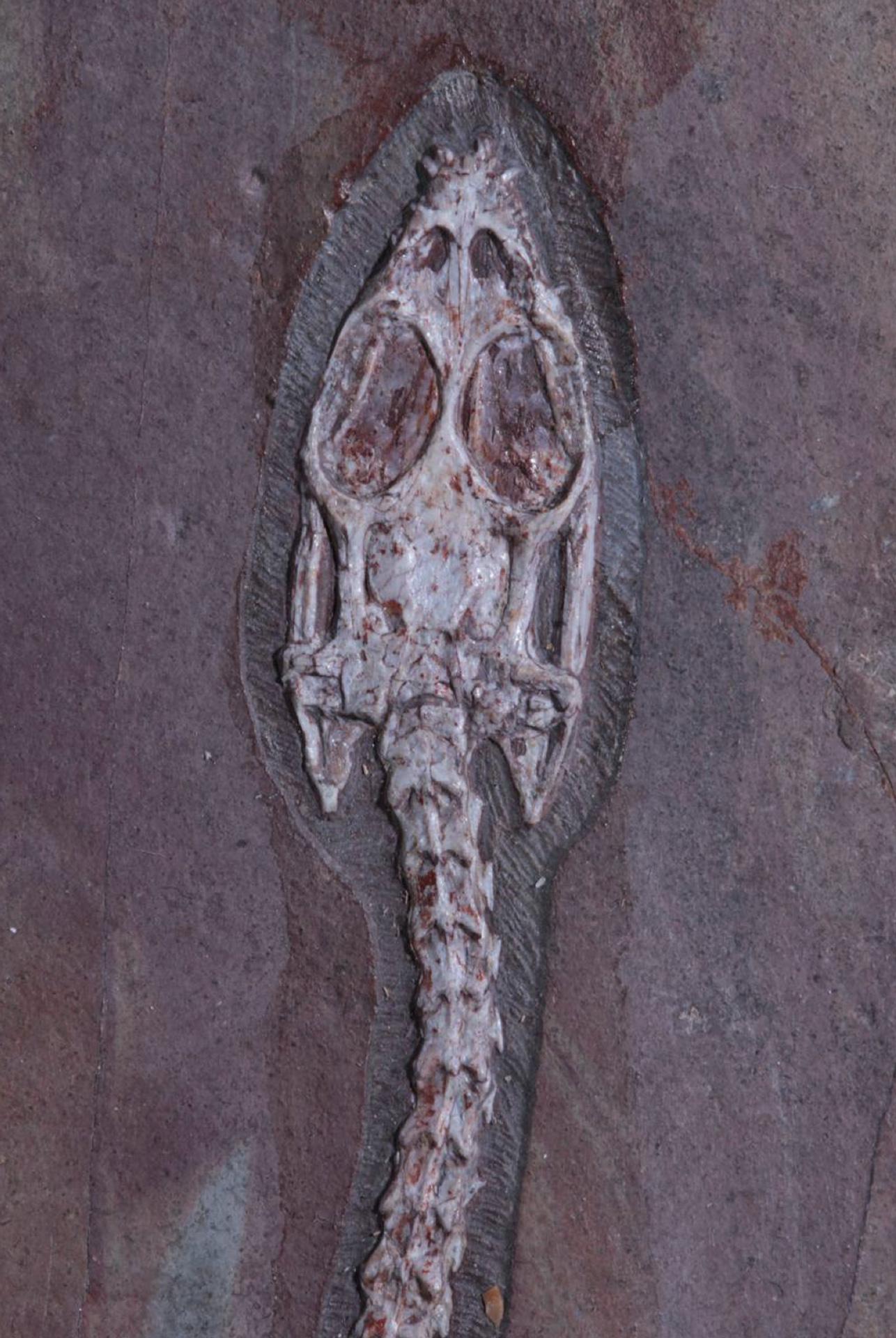 Окаменелости из коллекции&nbsp;Никиты Цаплина