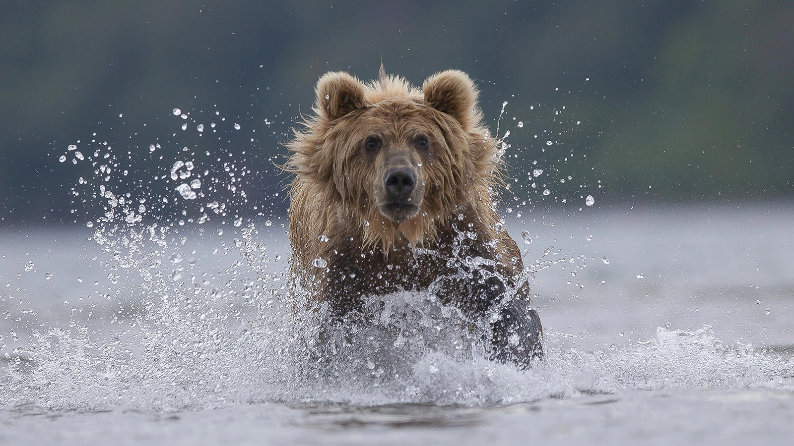 На Камчатке уволили оператора «112» после нападения медведя на людей