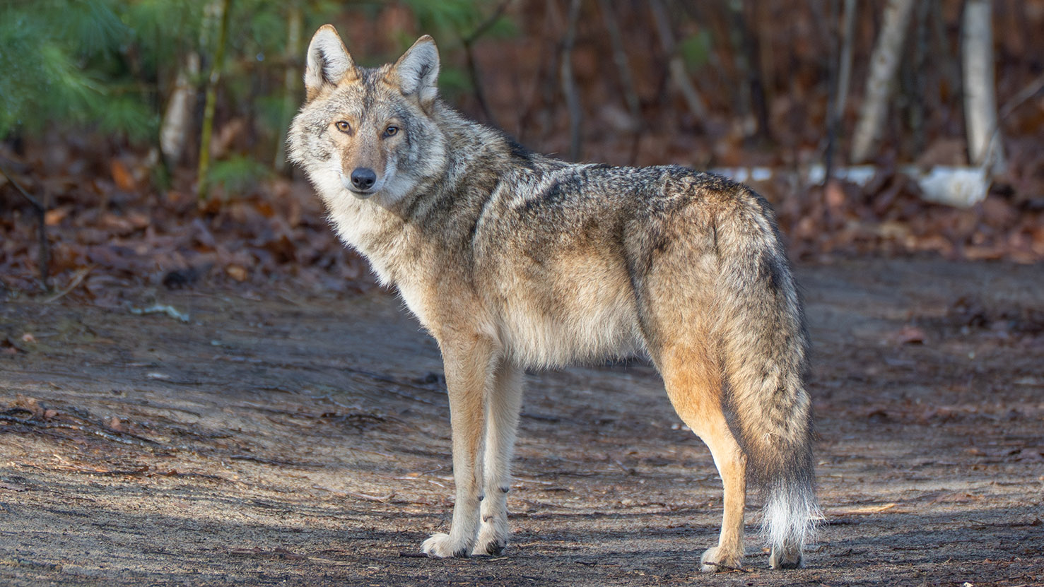 В США дикий койот напал на 9-летнего ребенка