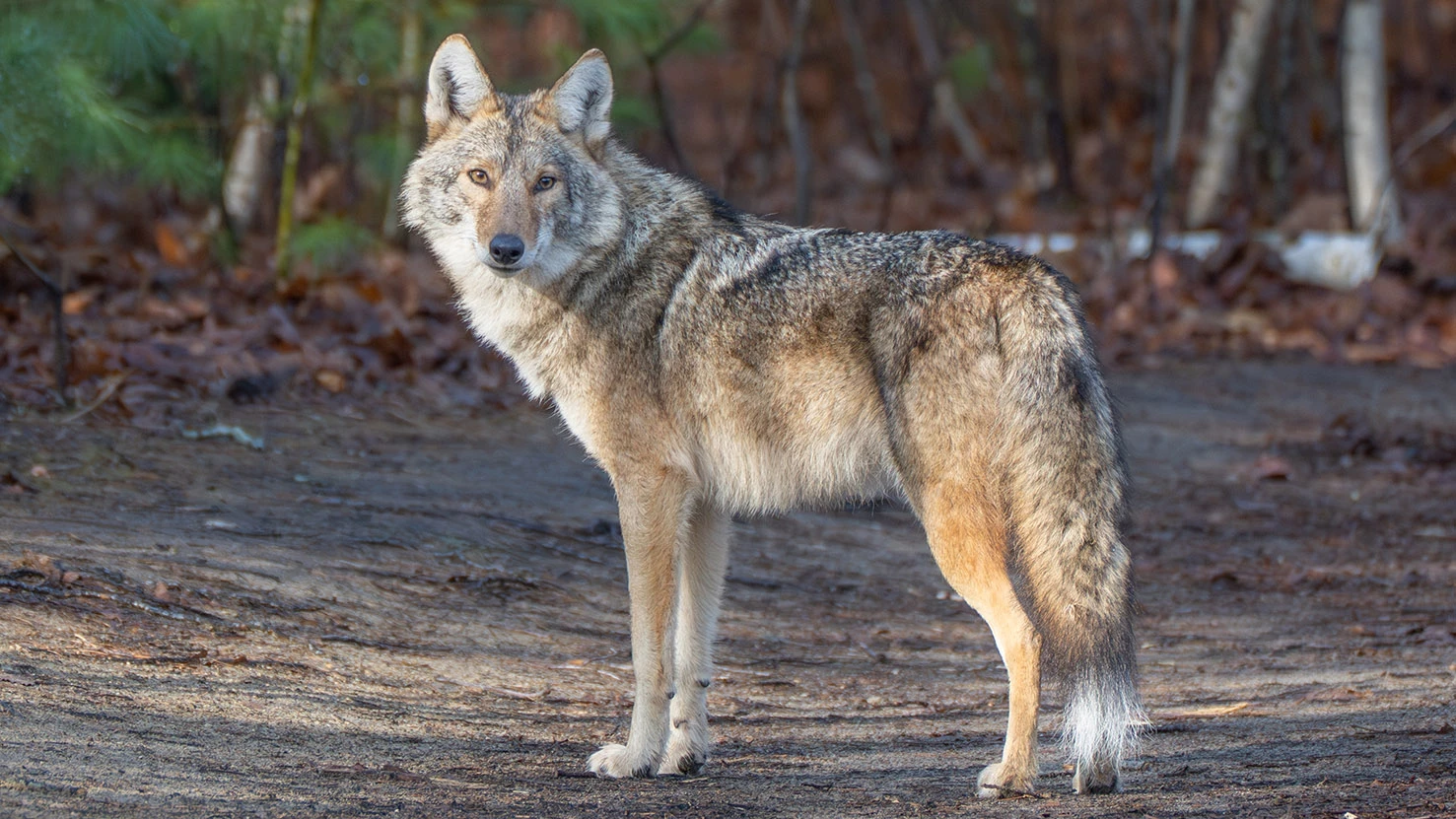 В США дикий койот напал на 9-летнего ребенка