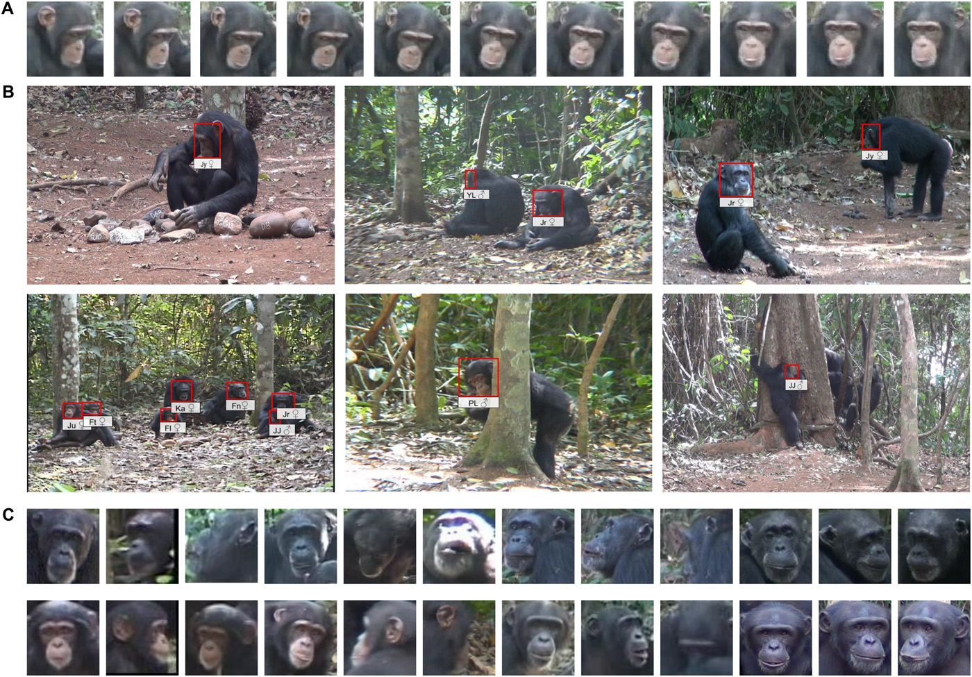 Алгоритм распознавания лиц позволяет отслеживать поведение и возраст шимпанзе