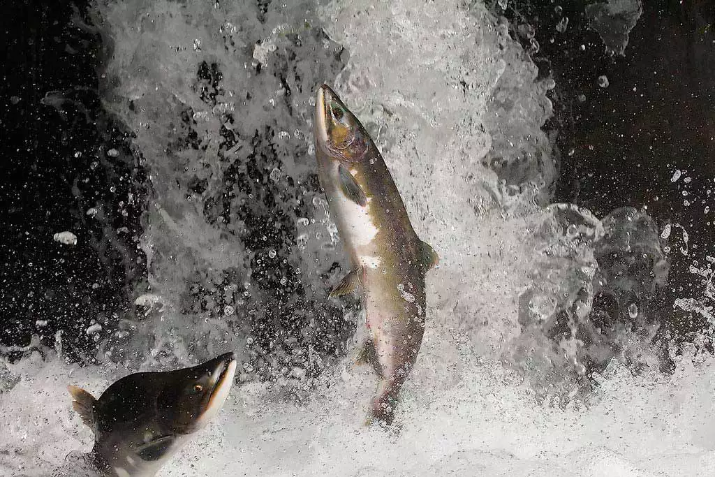 Федеральное агентство по рыболовству