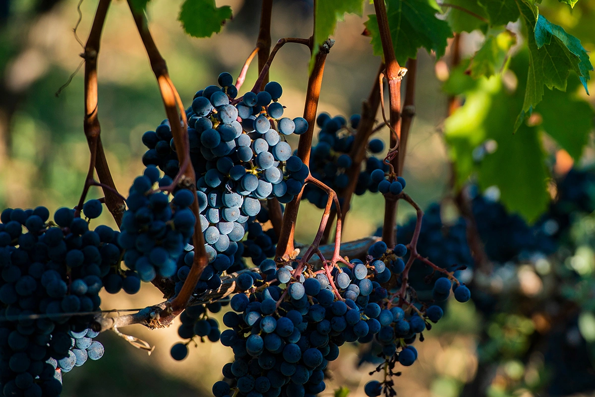 Согласно рейтингу авторитетного винного журнала Wine Follу, на вершине рейтинга самых популярных сортов технического винограда находится «каберне совиньон»