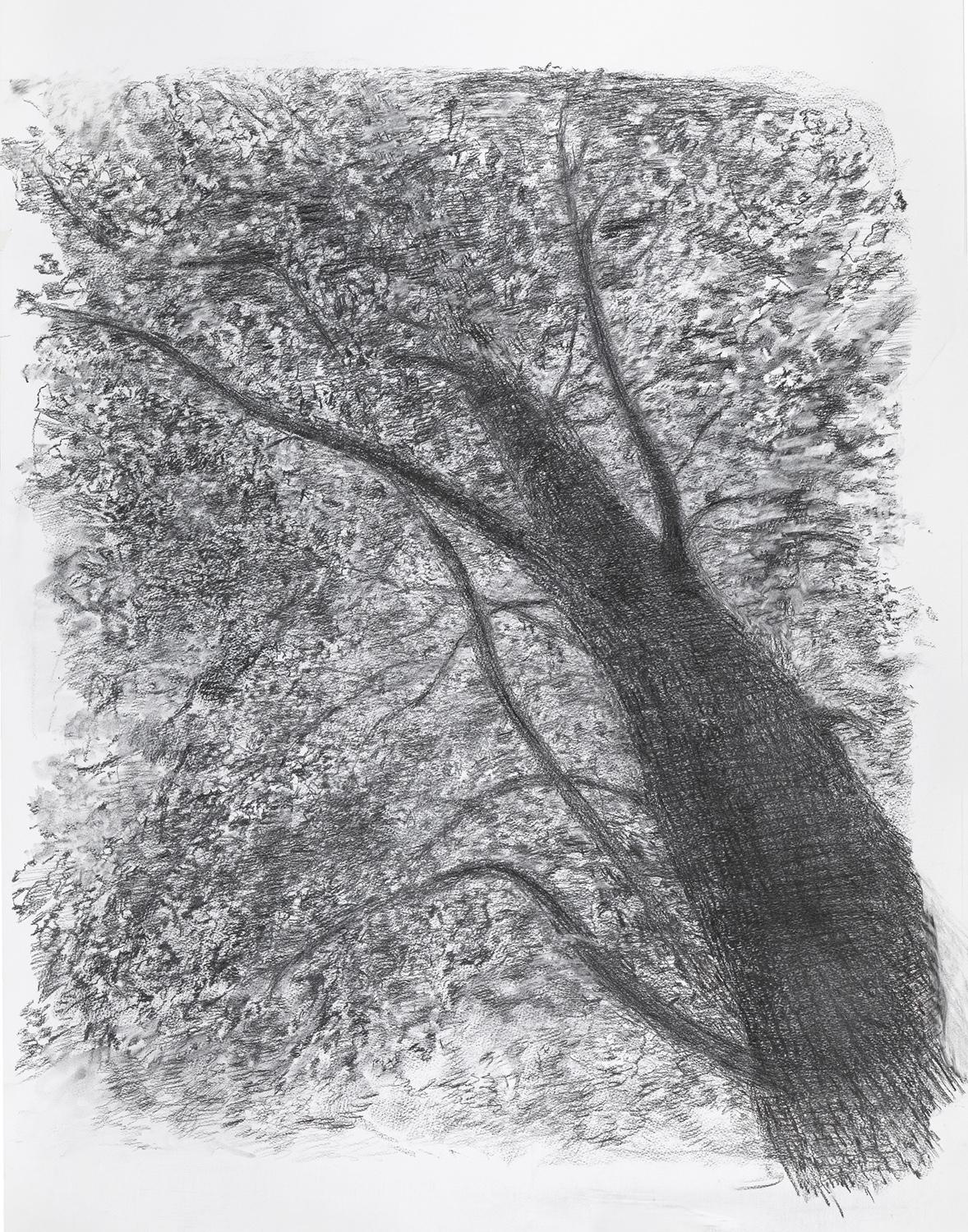 Ольга Чернышева. &laquo;Человек, который хотел улететь в космос, но остался жить на дереве&raquo;, 2025