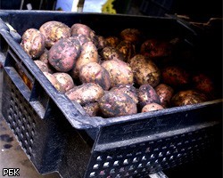 Зараженный картофель из Египта запрещен для ввоза в РФ