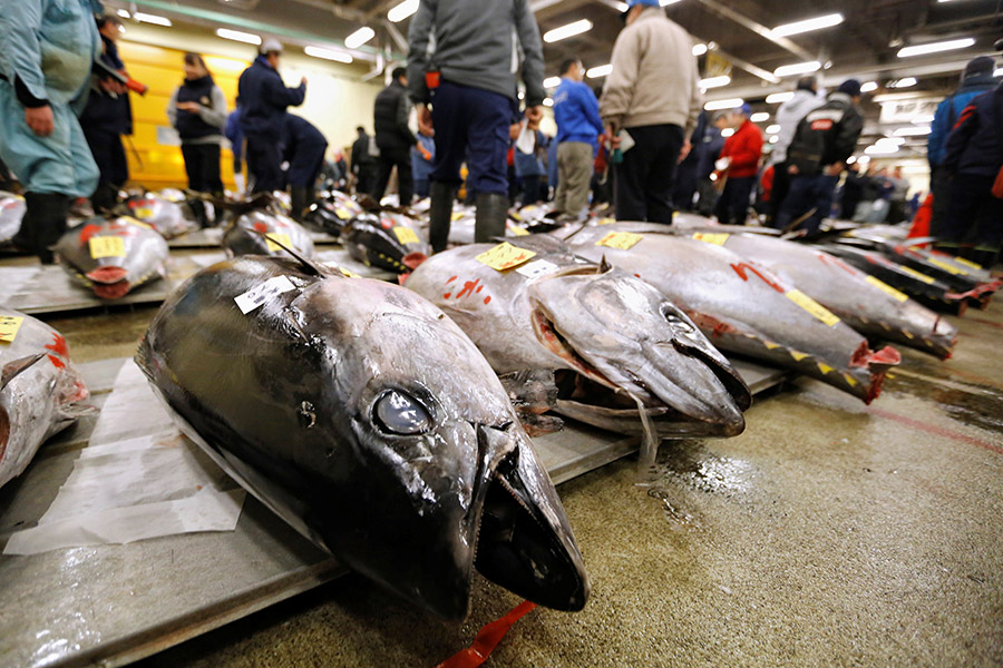 $323 тыс. &mdash; не самая большая сумма, которую заплатили на рыбном аукционе в Цукидзи. В 2013 году 222-килограммового тунца продали за $1,8 млн