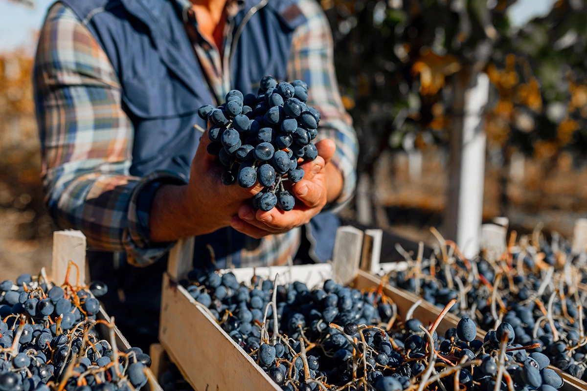 «Авито Работа» назвала самые востребованные профессии в виноделии