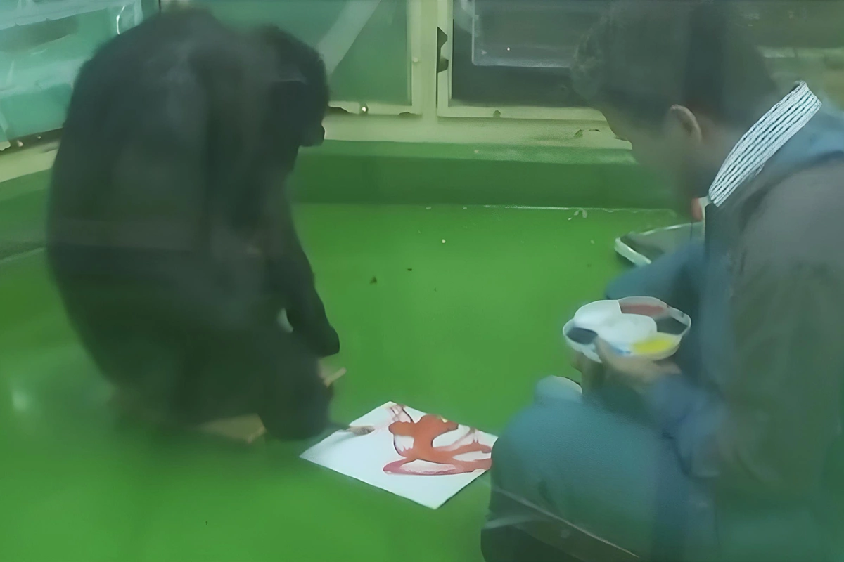 Cамка шимпанзе Ай