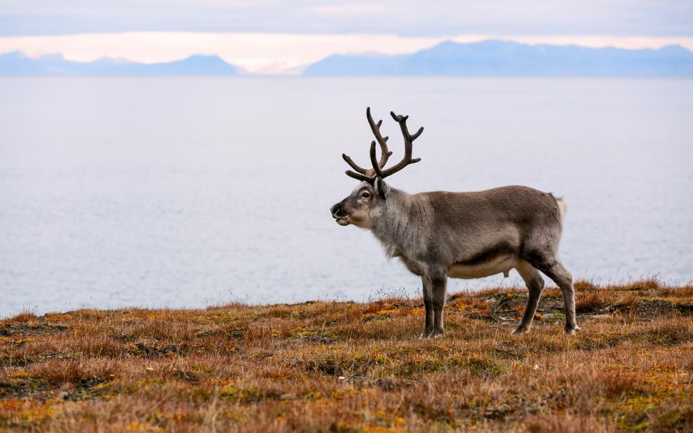 Фото: Shutterstock
