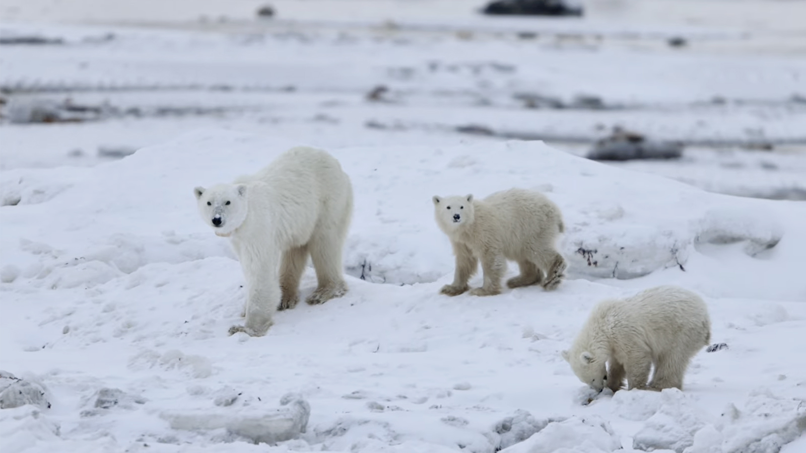Белая медведица, известная под номером X33991, с детенышами