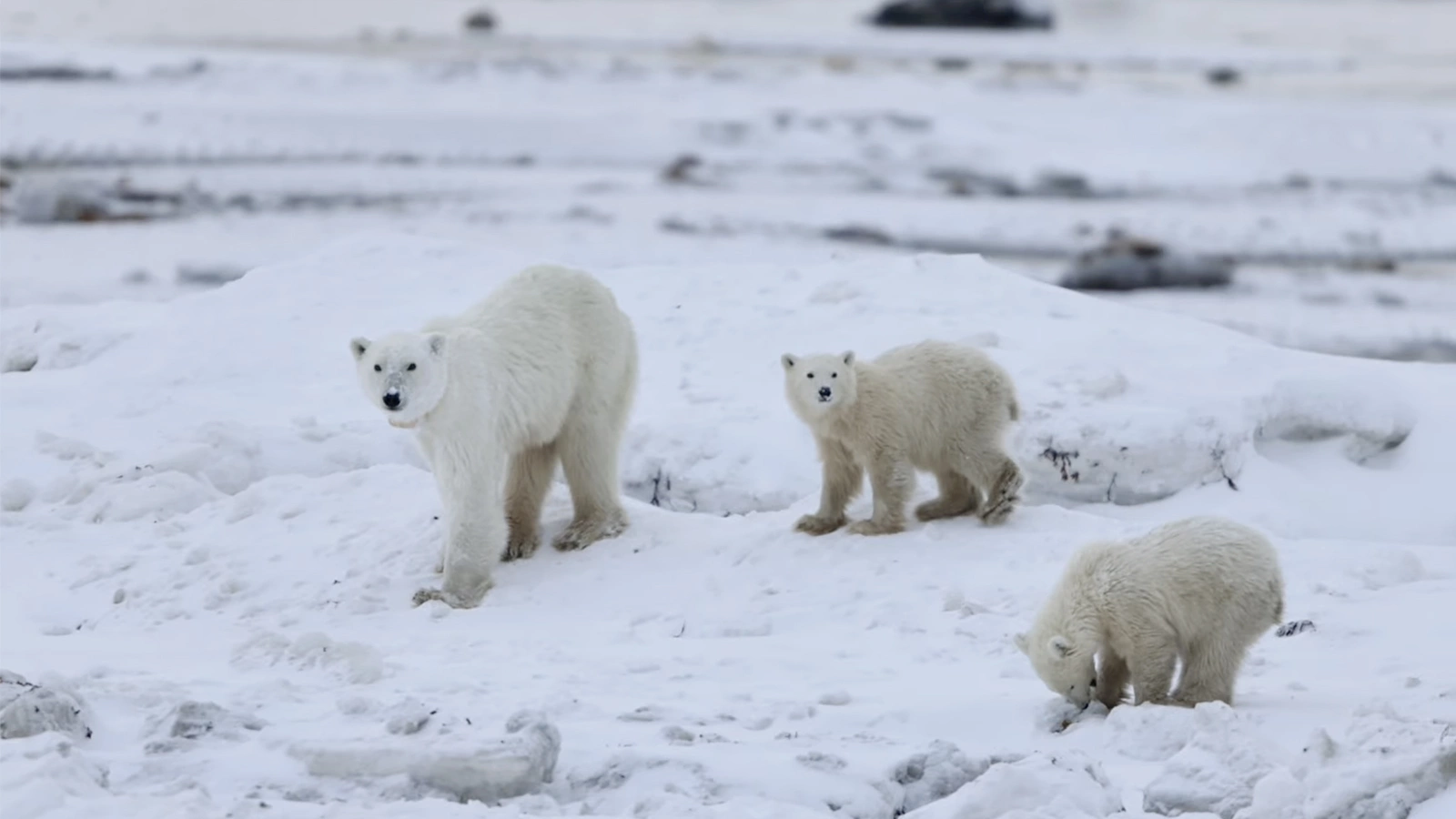Белая медведица, известная под номером X33991, с детенышами