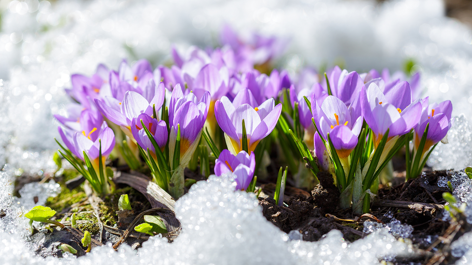 В весеннее равноденствие Солнце пересекает небесный экватор с юга на север