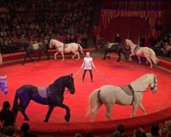 Фото: circus.spb.ru