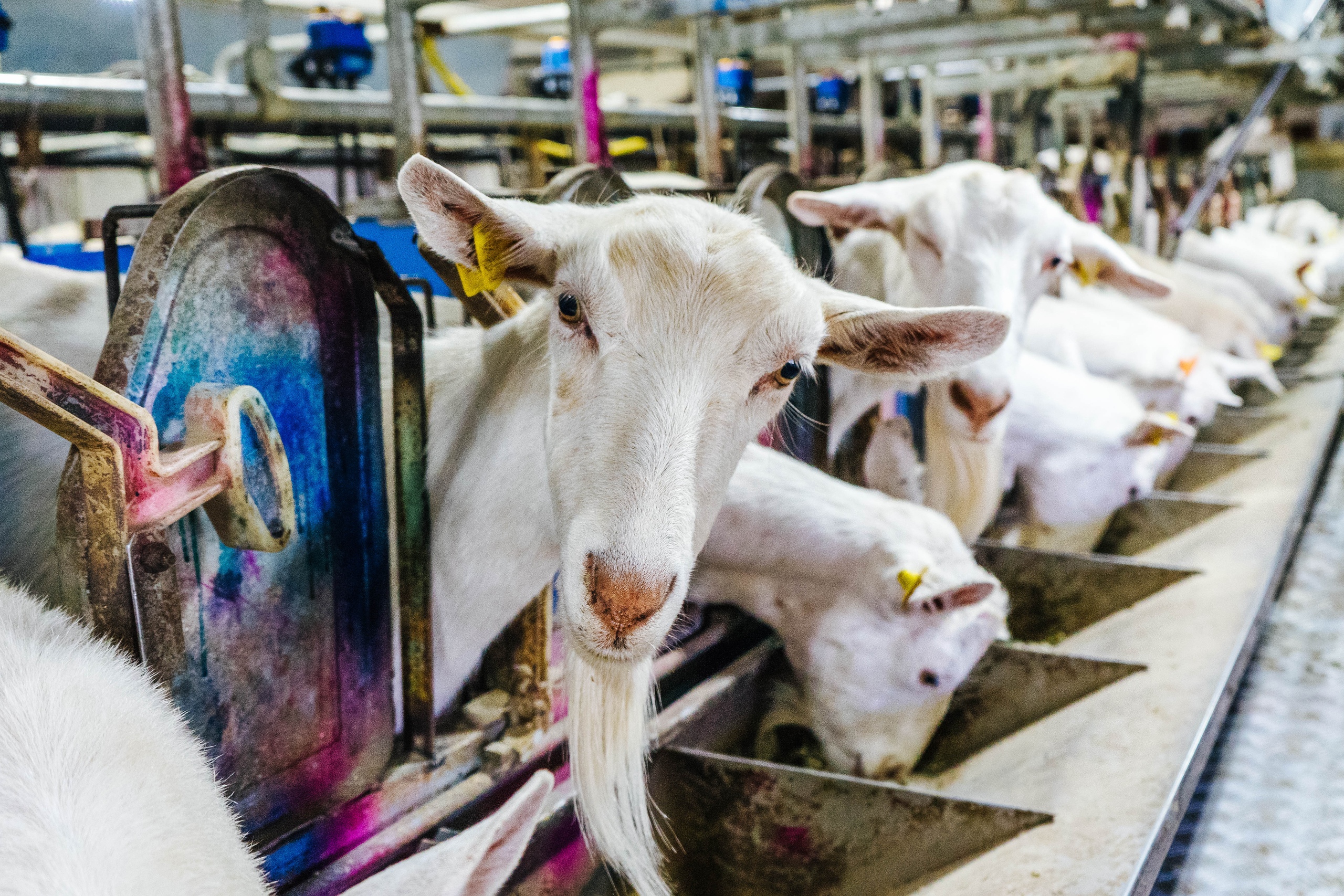 Ставка на коз: сыровары в регионах наращивают производство дорогих сортов