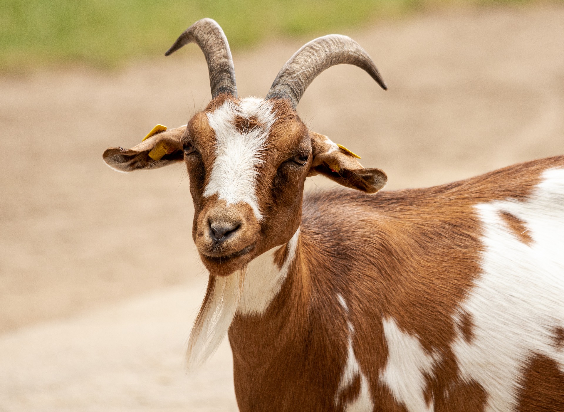 Фото: pixabay.com