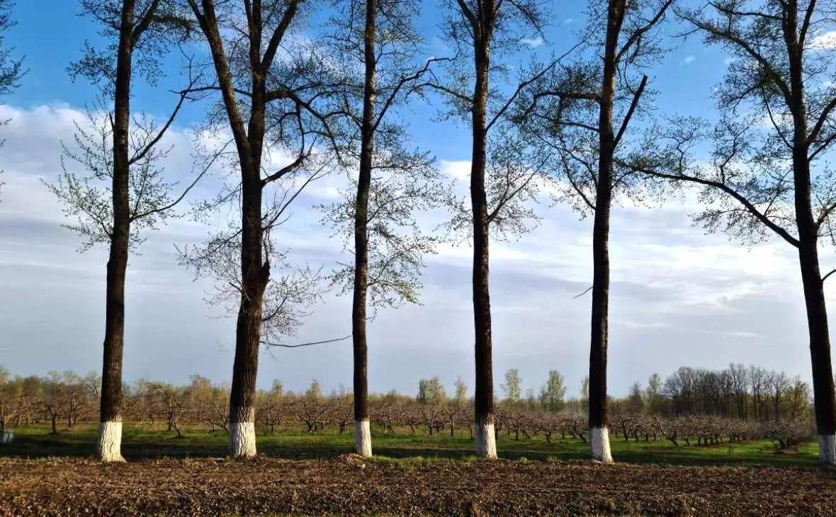 РБК Черноземье