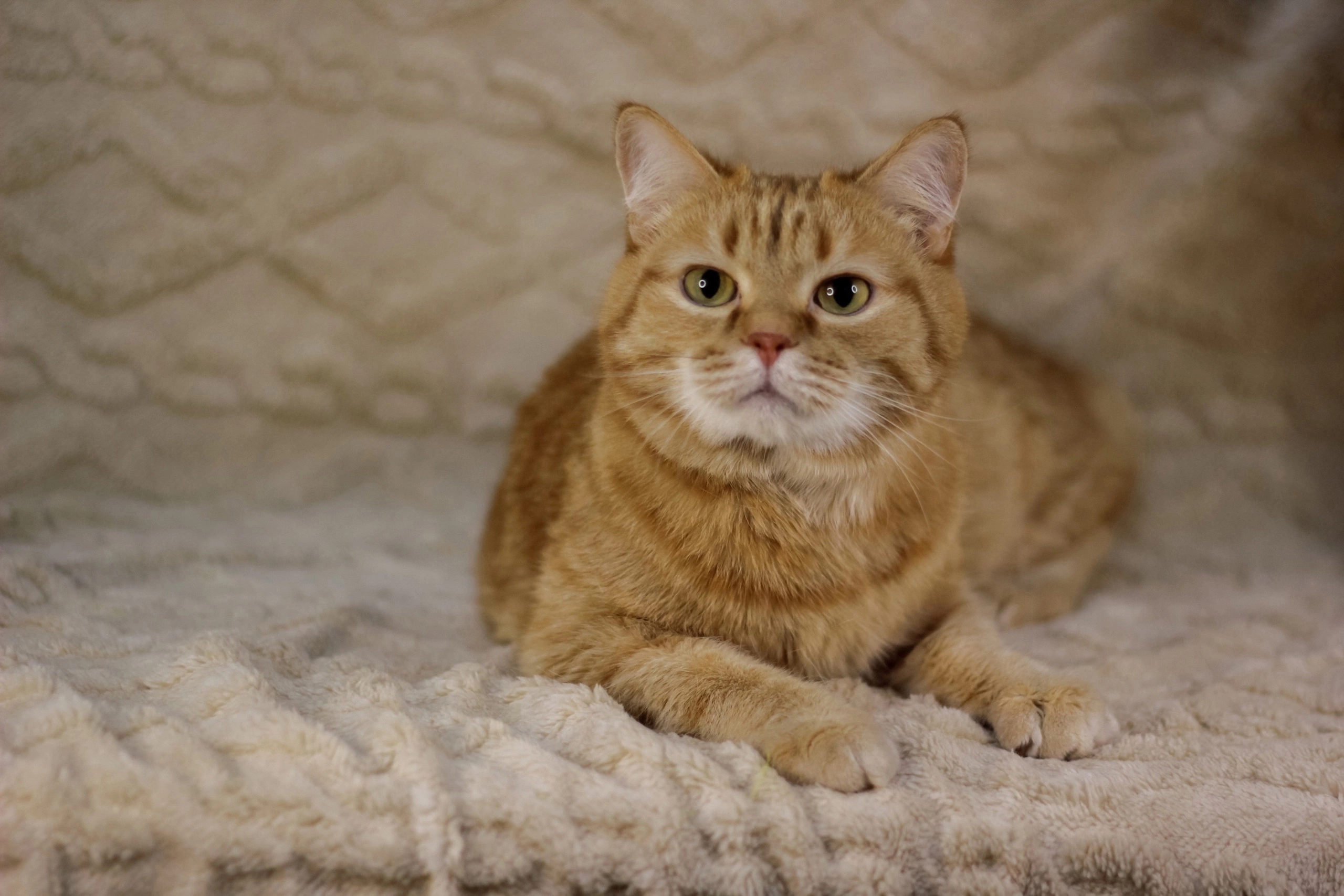 Приют "Матроскин"