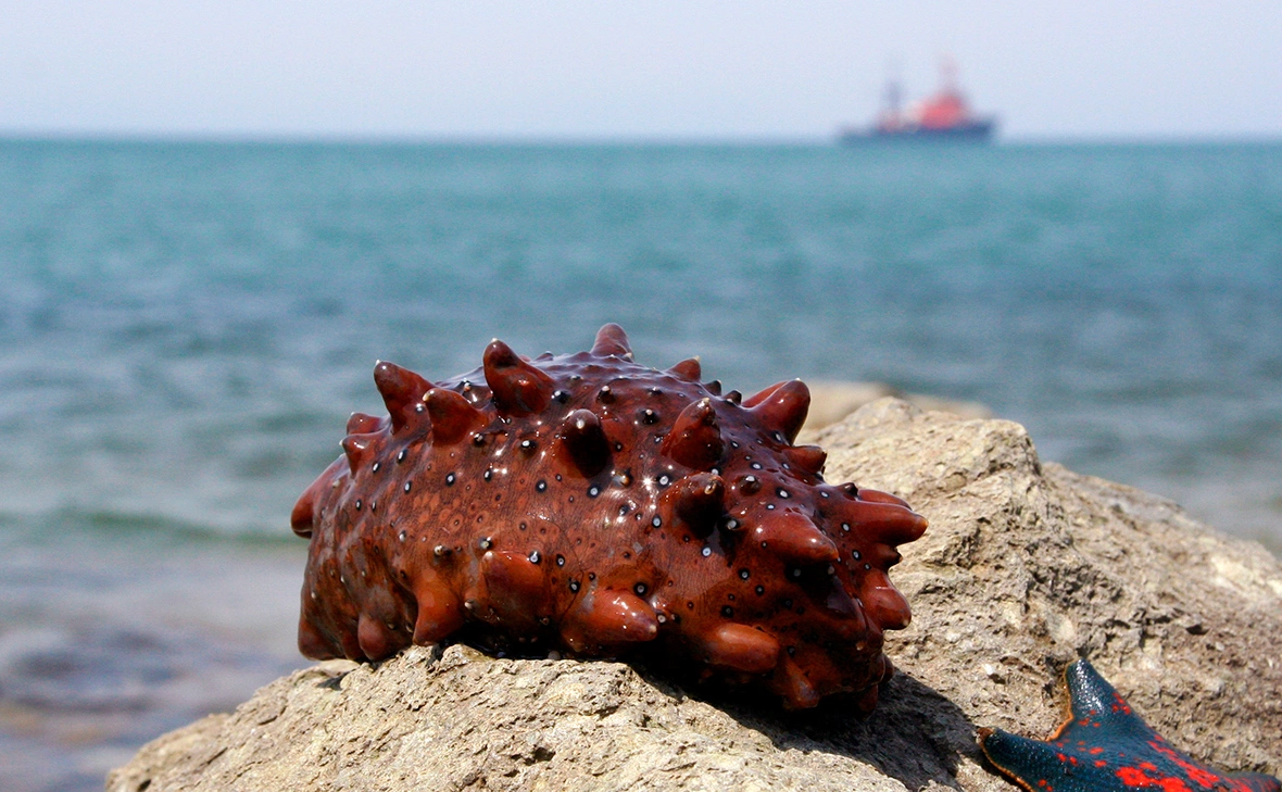 Natalya Rozhkova / Shutterstock