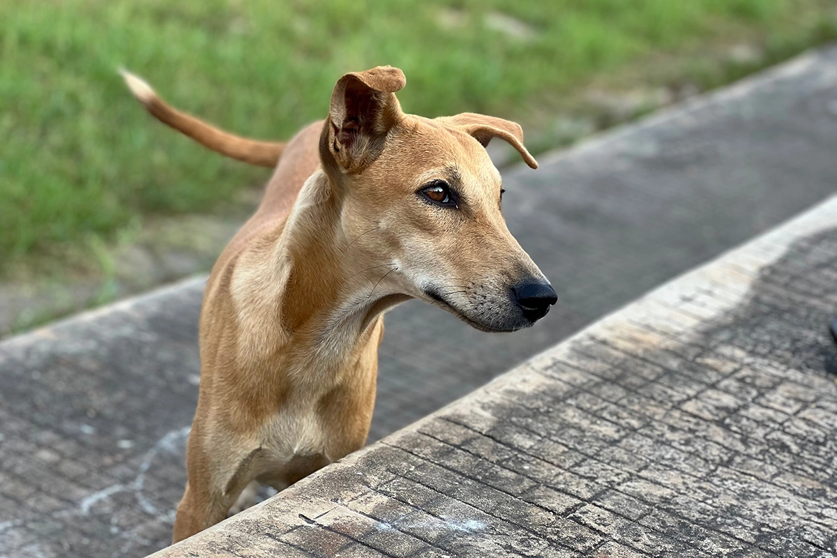 Когда собака злится или чувствует угрозу, хвост поднимается высоко и двигается короткими, резкими рывками