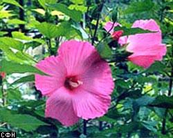 Самый первый на Земле цветок вырос в Китае 125 млн лет назад