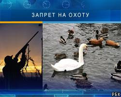 В России  официально запретили охоту на птиц