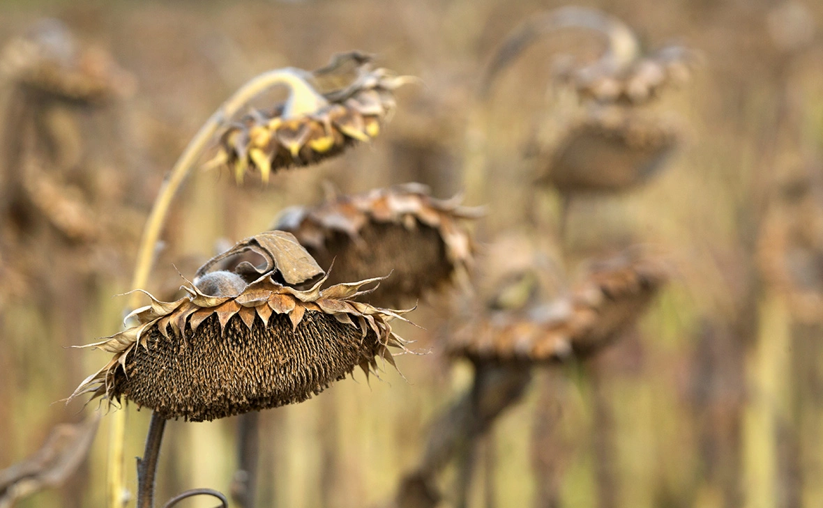 Николай Гынгазов / Global Look Press