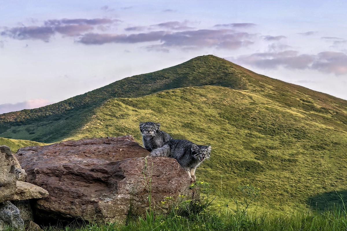 Мобильные фотографии конкурса Huawei XMAGE Awards