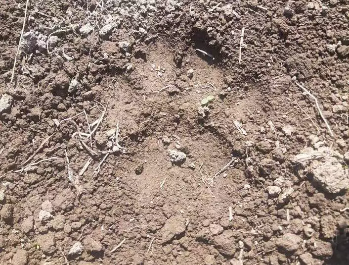 центр «Амурский тигр»