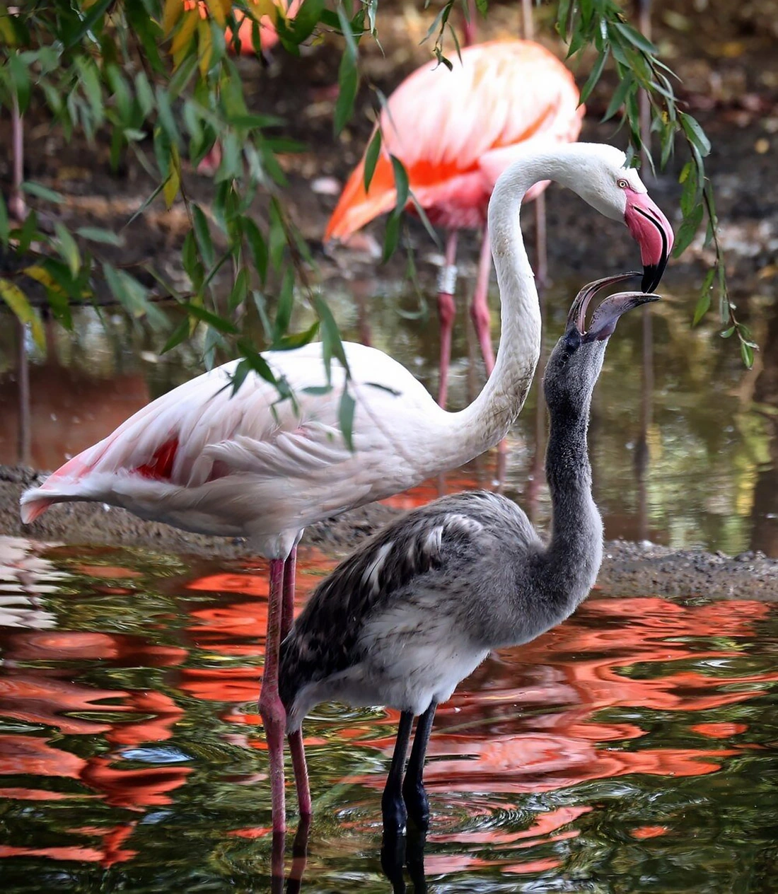 <p>В Московском зоопарке с мая появились на свет 11 птенцов фламинго</p>