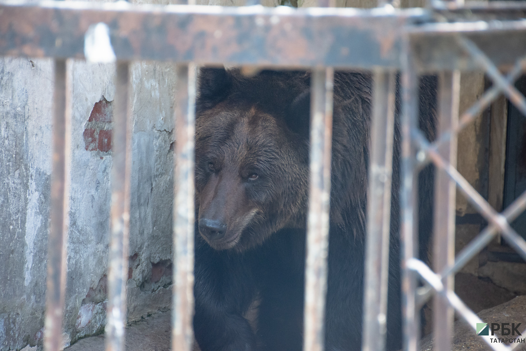 В Татарстане из-за медведей отменили гонки по бездорожью