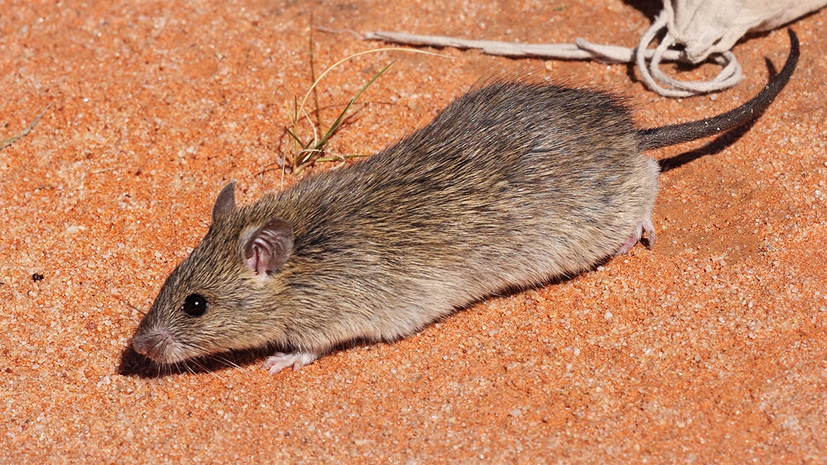 <p>Длинноволосая крыса (Rattus villosissimus)</p>