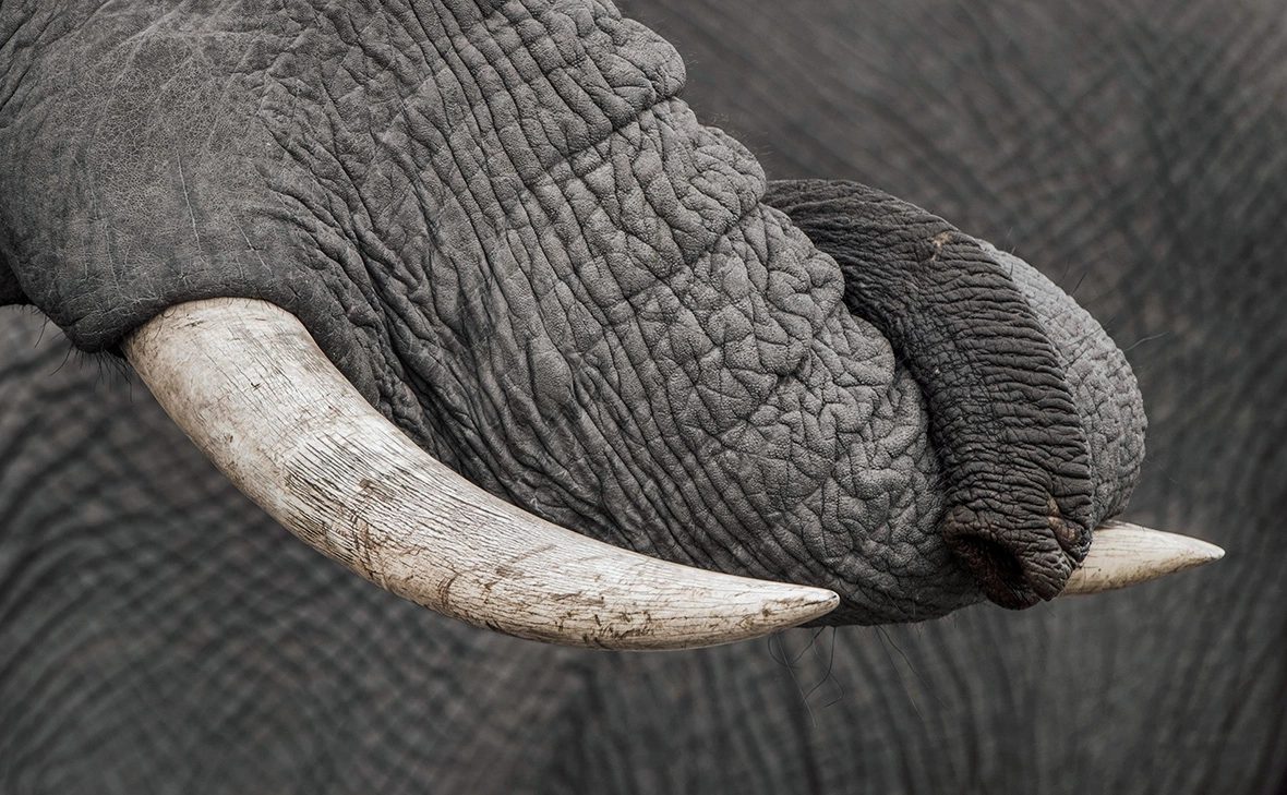 Matthias Graben / imagebroker.com / Global Look Press