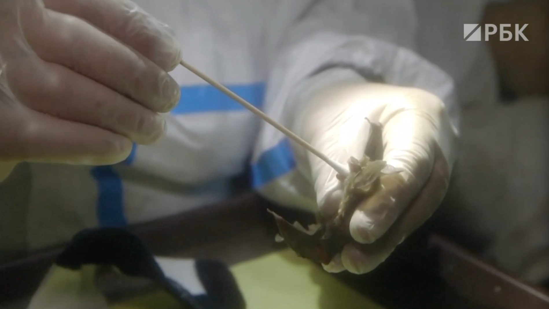 Что известно о попытке заразить летучих мышей коронавирусом в Китае