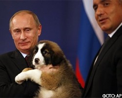В.Путин предложил россиянам придумать кличку для своей новой собаки