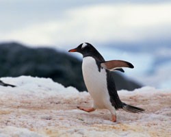 В Токио поймали пингвина, находившегося два месяца в бегах