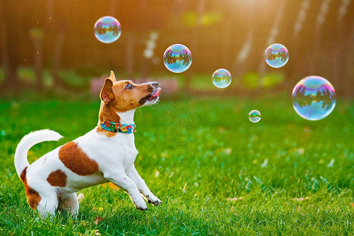 Щенки с удовольствием ловят пузыри, получая мягкую физическую нагрузку на организм